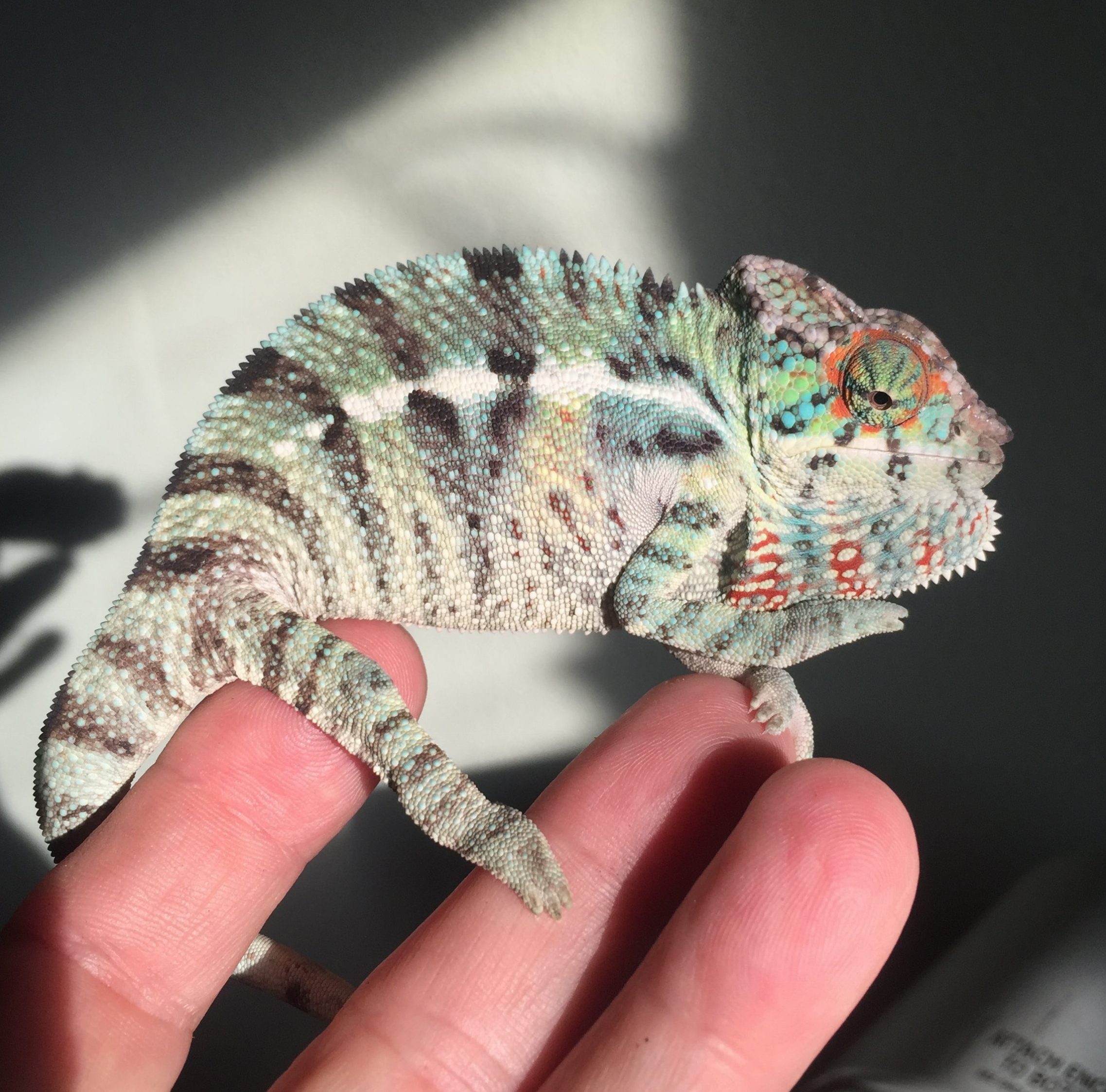 Nosy Be Panther Male Hatch Date 5/28/16 - Chamelicious Chameleons